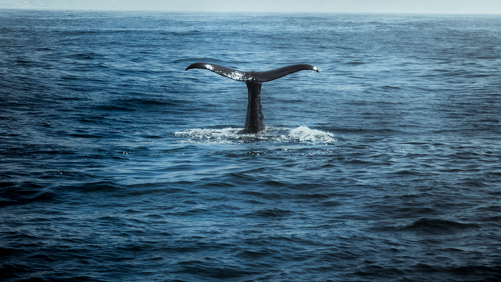 Humpback whale tail rising from the ocean during a whale watching tour